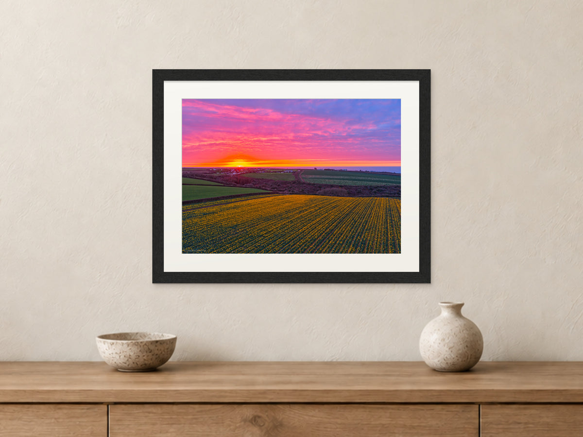 Daffodil Field Sunset — Toward Porthcothan & Bedruthan — A3 framed, 22mm black stained frame and 35mm mount. Closer product view.