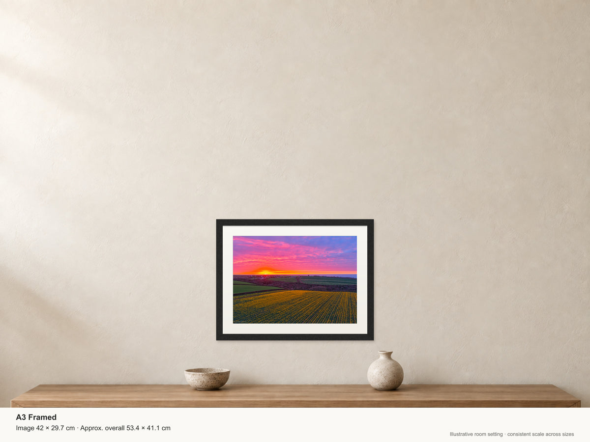 Daffodil Field Sunset — Toward Porthcothan & Bedruthan — A3 framed, 22mm black stained frame and 35mm mount. Illustrative room scale and dimensions.