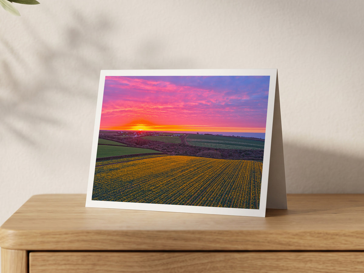 Premium A5 greeting card showing a daffodil field near Porthcothan under a pink and orange sunset