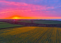 Daffodil Field Sunset — Toward Porthcothan & Bedruthan
