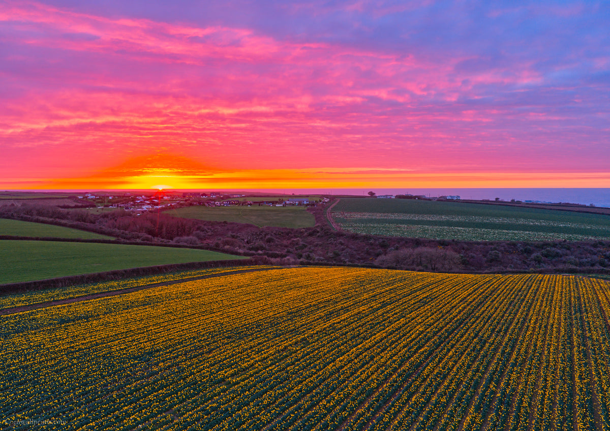 Daffodil Field Sunset — Toward Porthcothan & Bedruthan