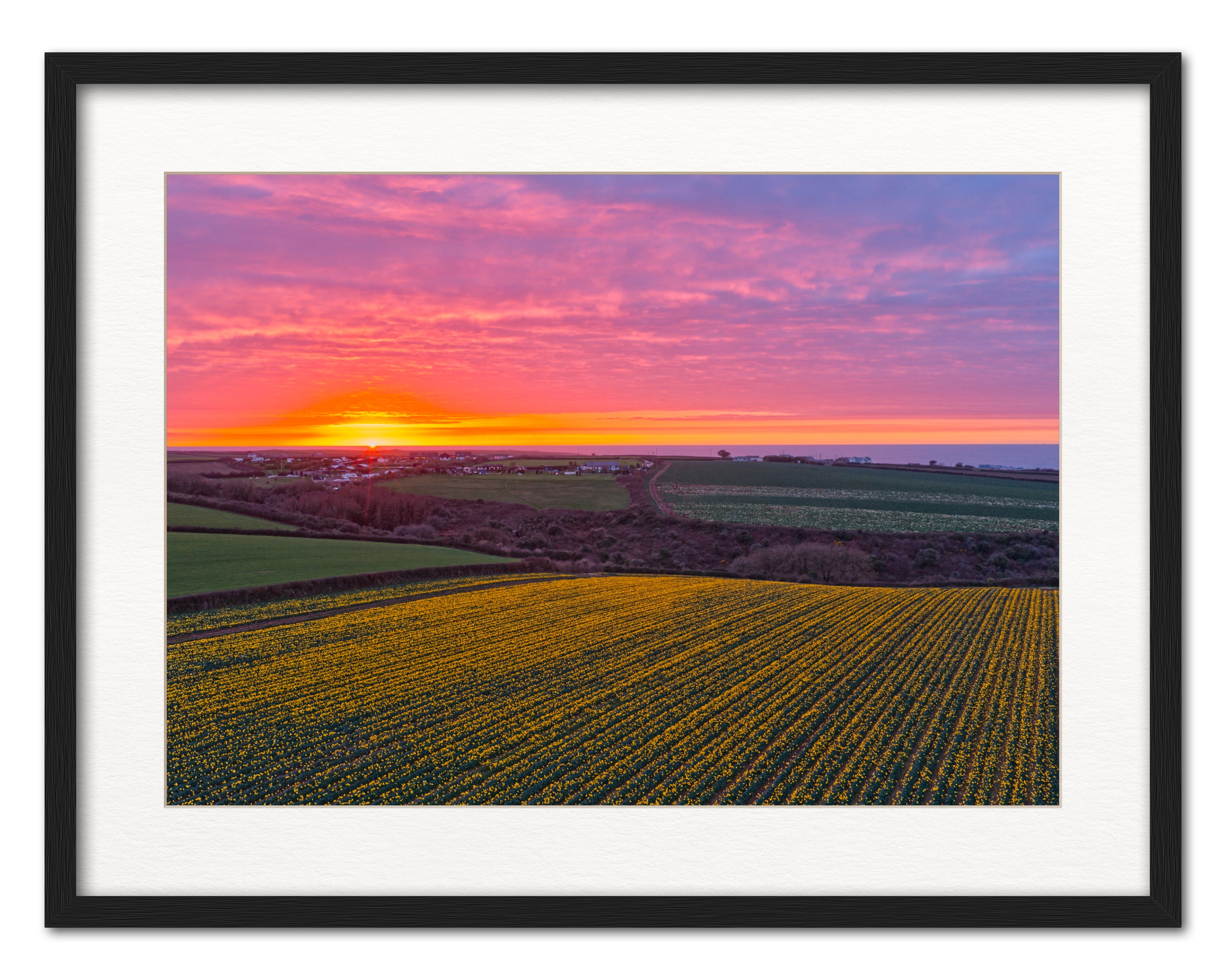 Daffodil Field Sunset — Toward Porthcothan & Bedruthan