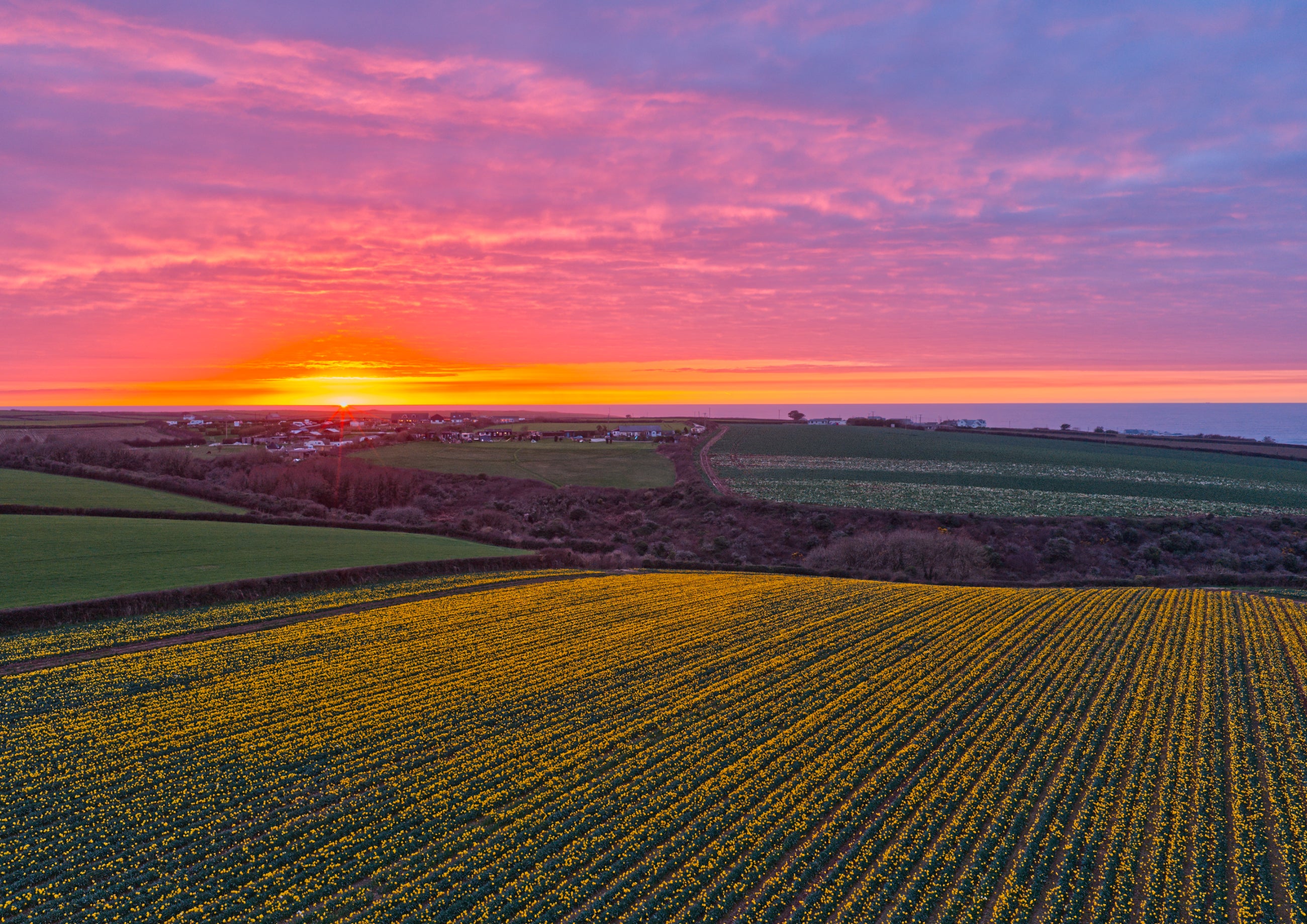 Daffodil Field Sunset — Toward Porthcothan & Bedruthan